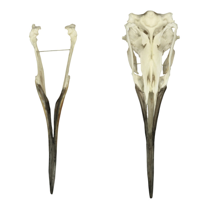 Replica King Penguin Skull