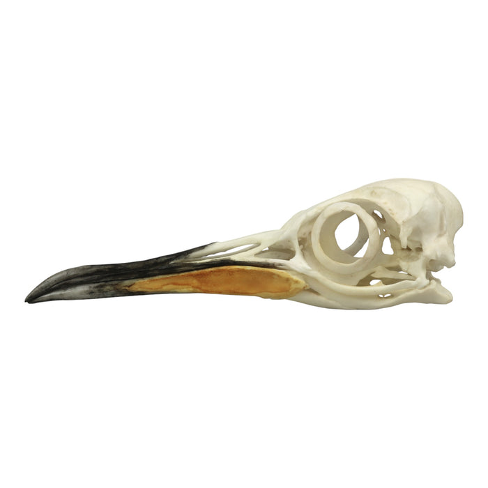 Replica King Penguin Skull