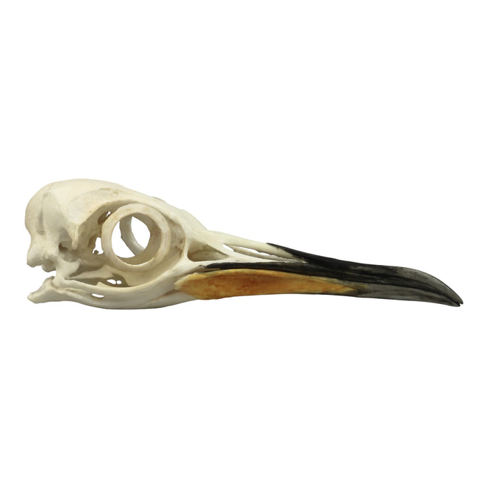 Replica King Penguin Skull