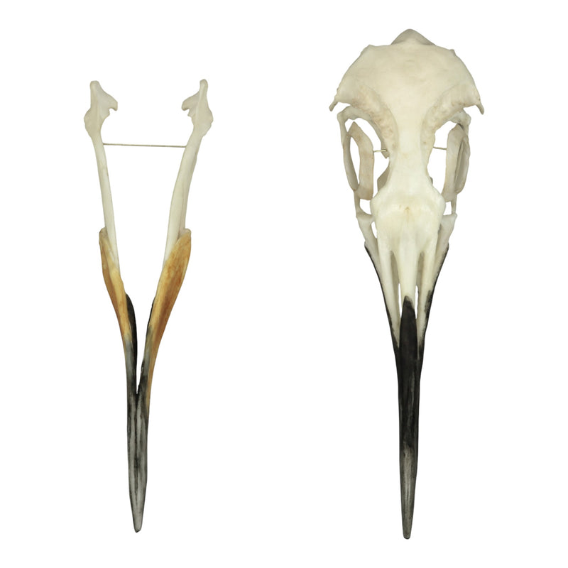 Replica King Penguin Skull