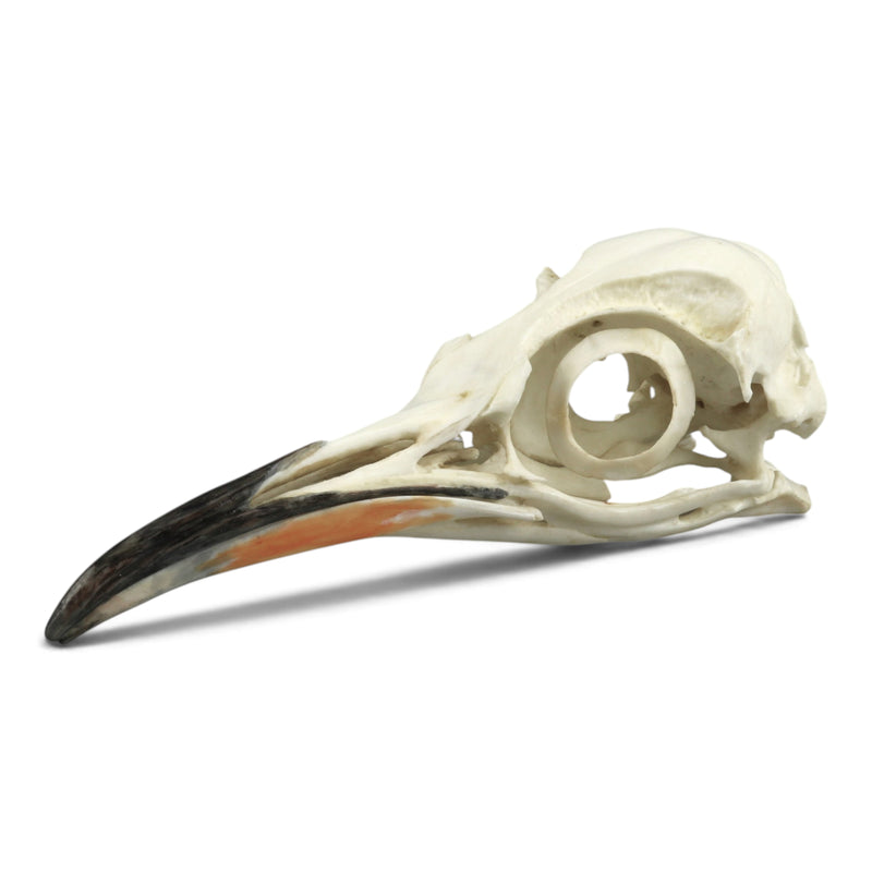 Replica Emperor Penguin Skull