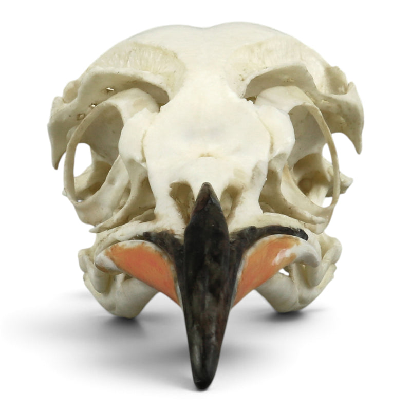 Replica Emperor Penguin Skull