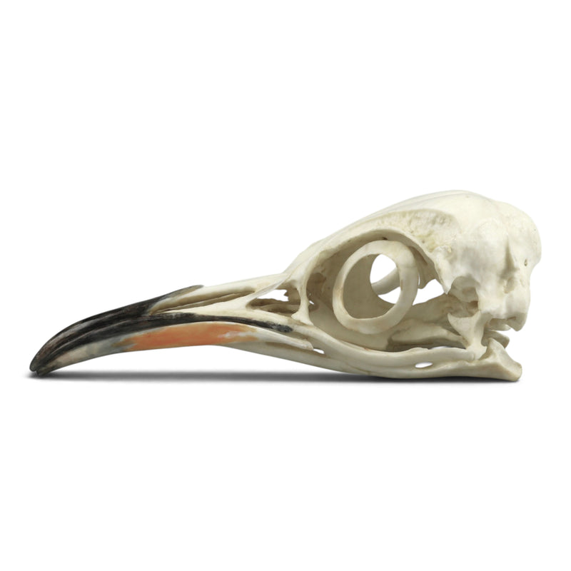 Replica Emperor Penguin Skull