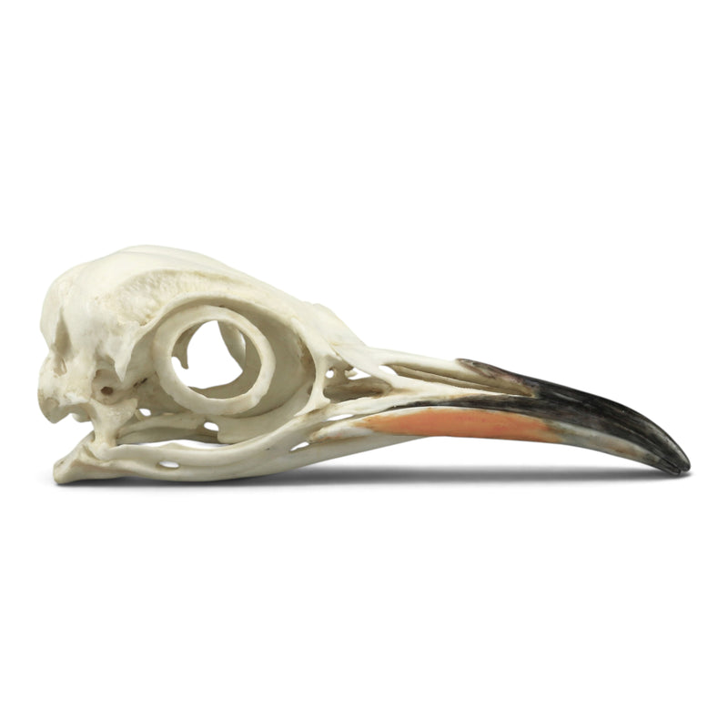 Replica Emperor Penguin Skull