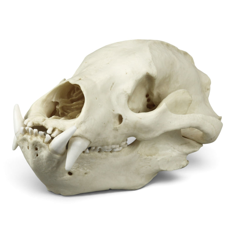 Replica Sloth Bear Skull