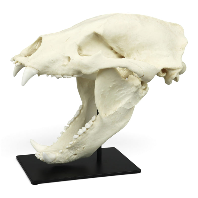 Replica Sloth Bear Skull