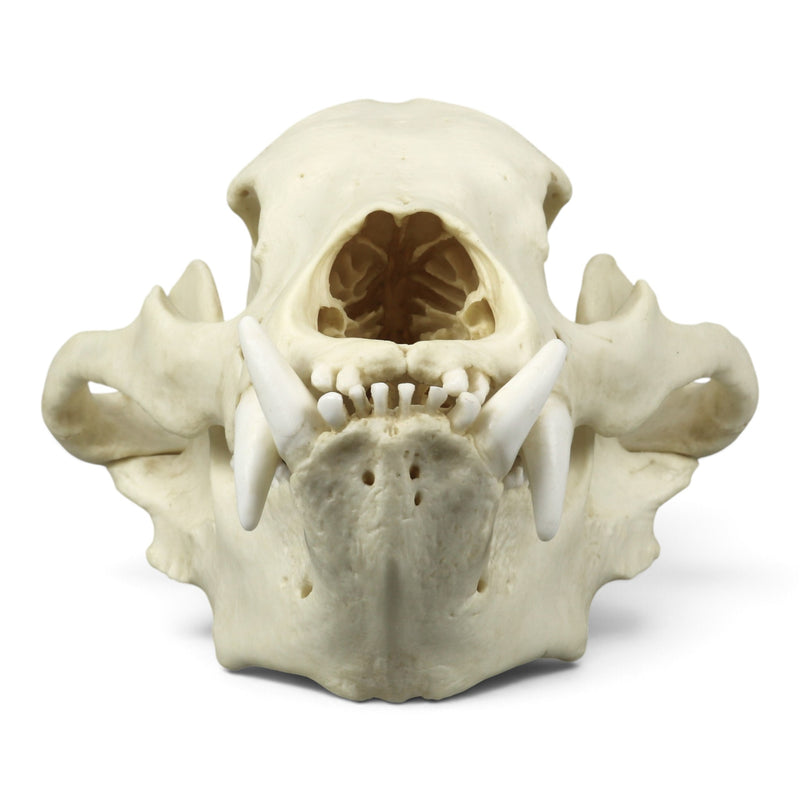 Replica Sloth Bear Skull