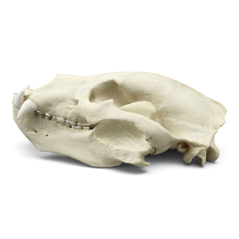 Replica Sloth Bear Skull