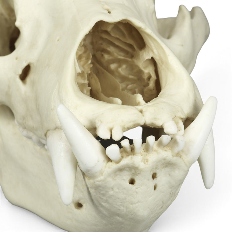 Replica Sloth Bear Skull