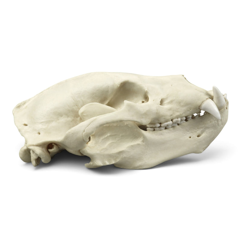 Replica Sloth Bear Skull