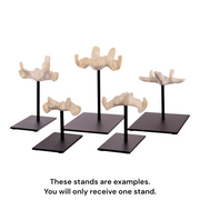 Replica Black KNM WT-1700 Skull - Cranium Only