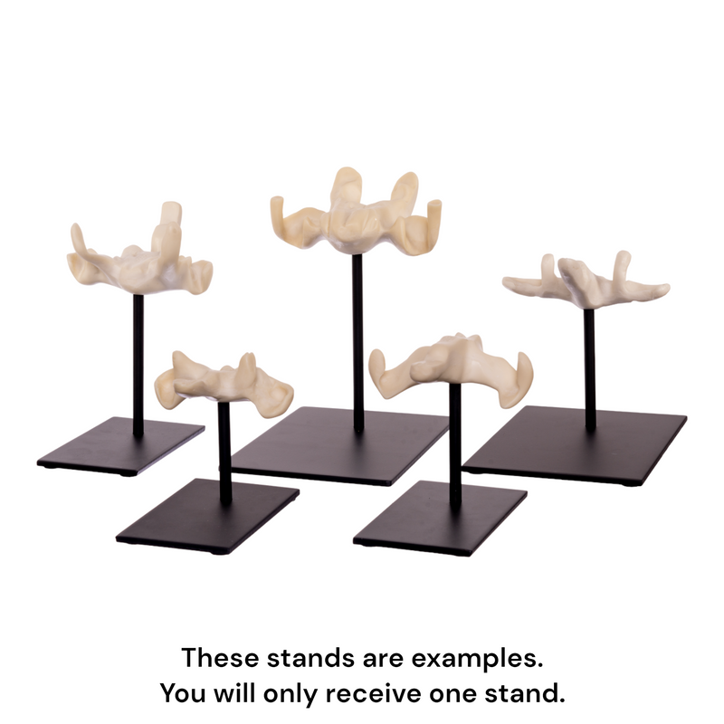 Replica 3-year-old Human Child Skull