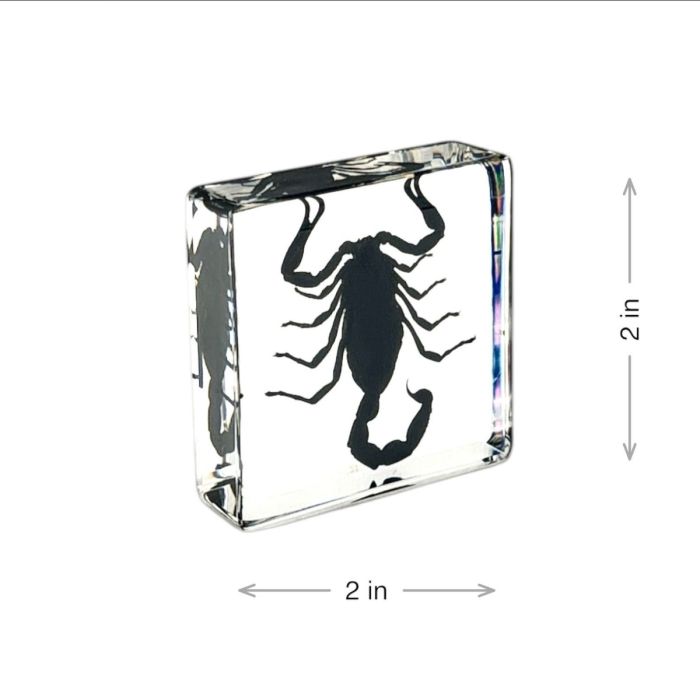 Real Insect in Acrylic Square