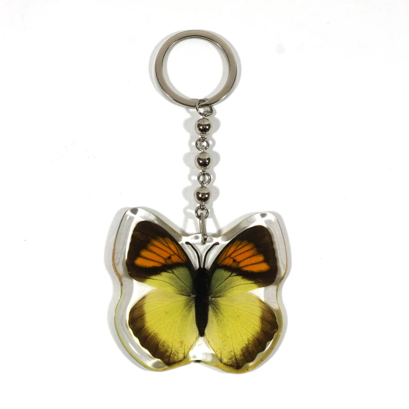 Real Yellow Orange Tip Butterfly in Acrylic Keychain