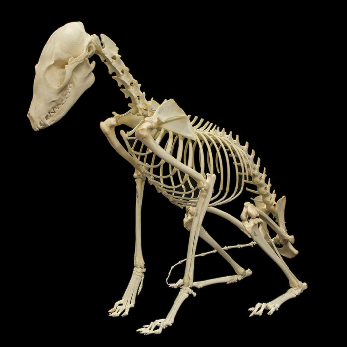 Real Bat-eared Fox Skeleton - Articulated