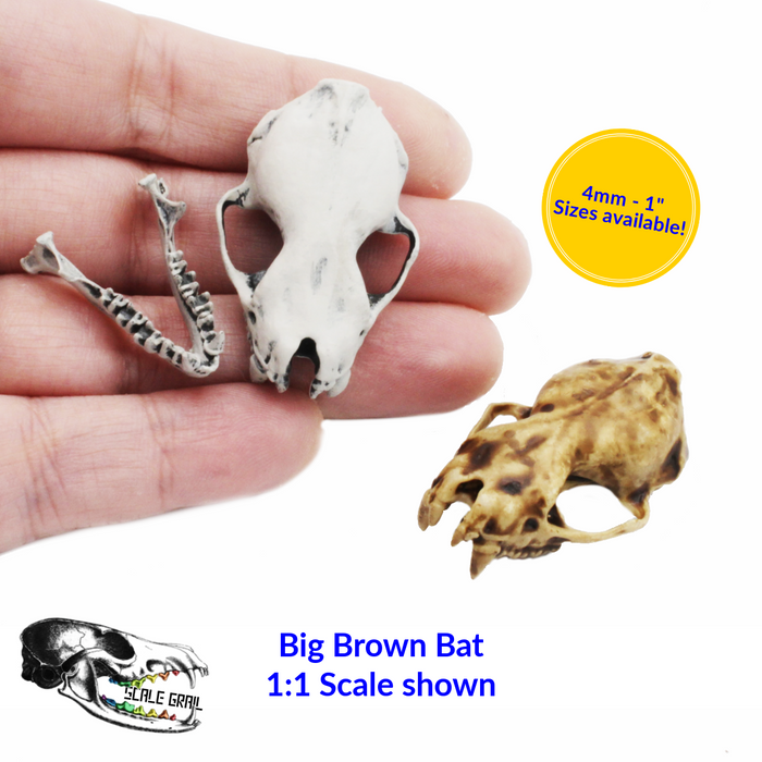 Big Brown Bat Skull Replica