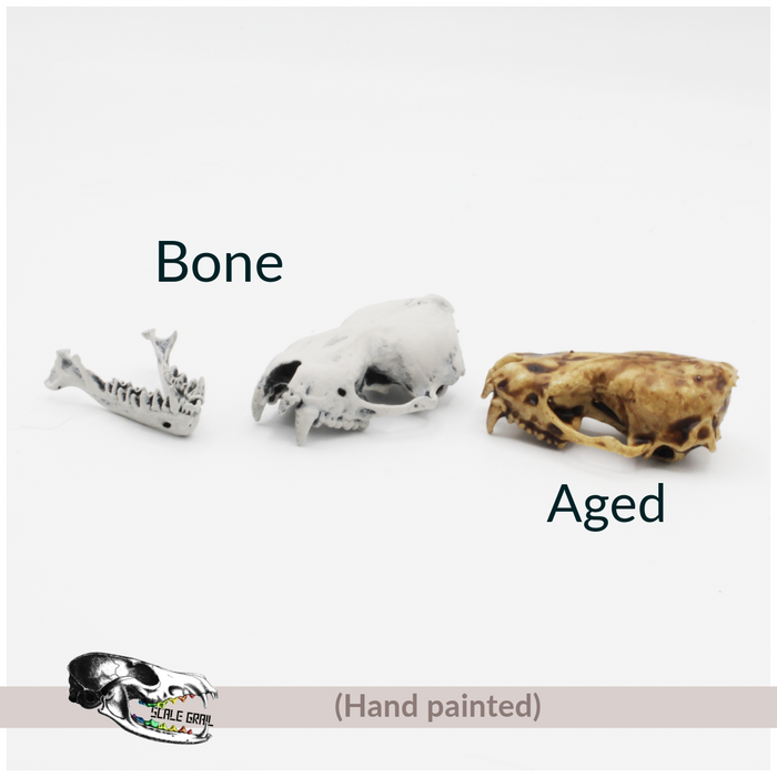 Big Brown Bat Skull Replica