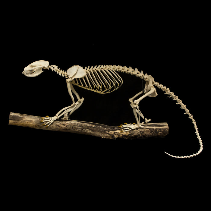 Real Binturong Skeleton - Articulated