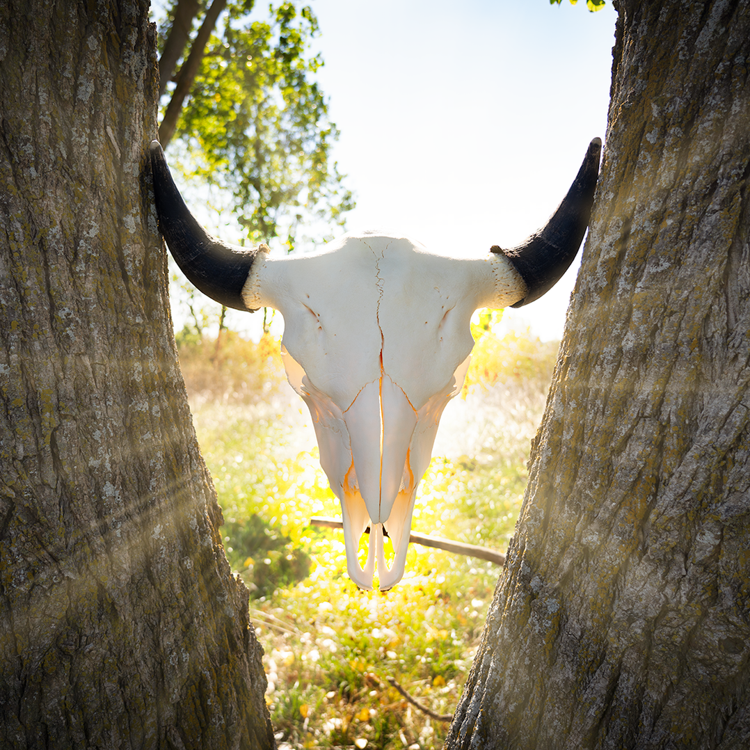 Skull Rreal Real Bison Skull For Sale — Skulls Unlimited International, Inc.