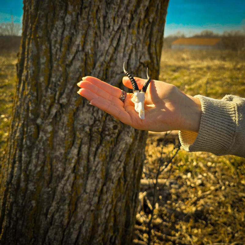SKULLIES - Miniature Blesbok Skull