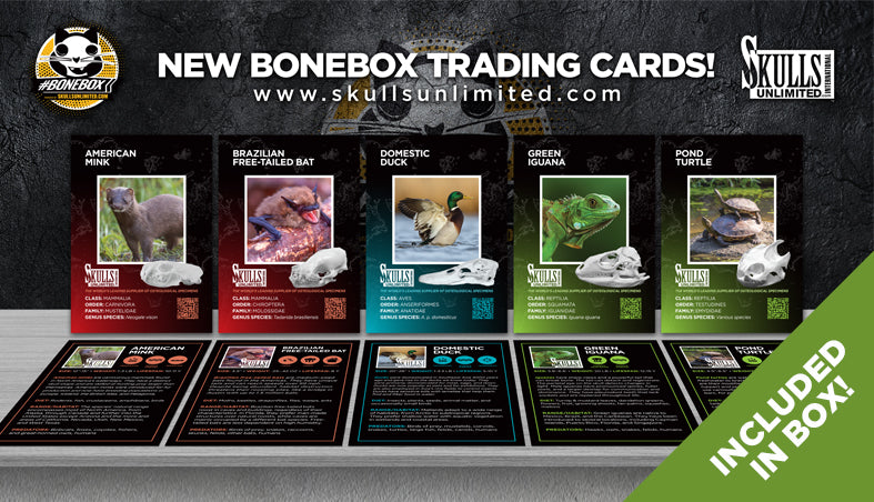 #BoneBox Monthly Subscription