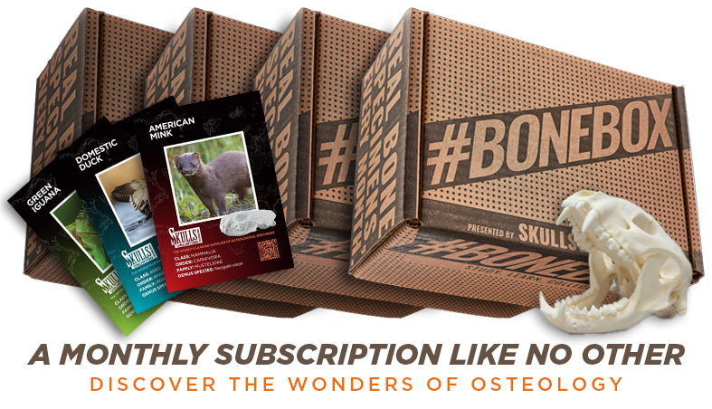 #BoneBox Monthly Subscription
