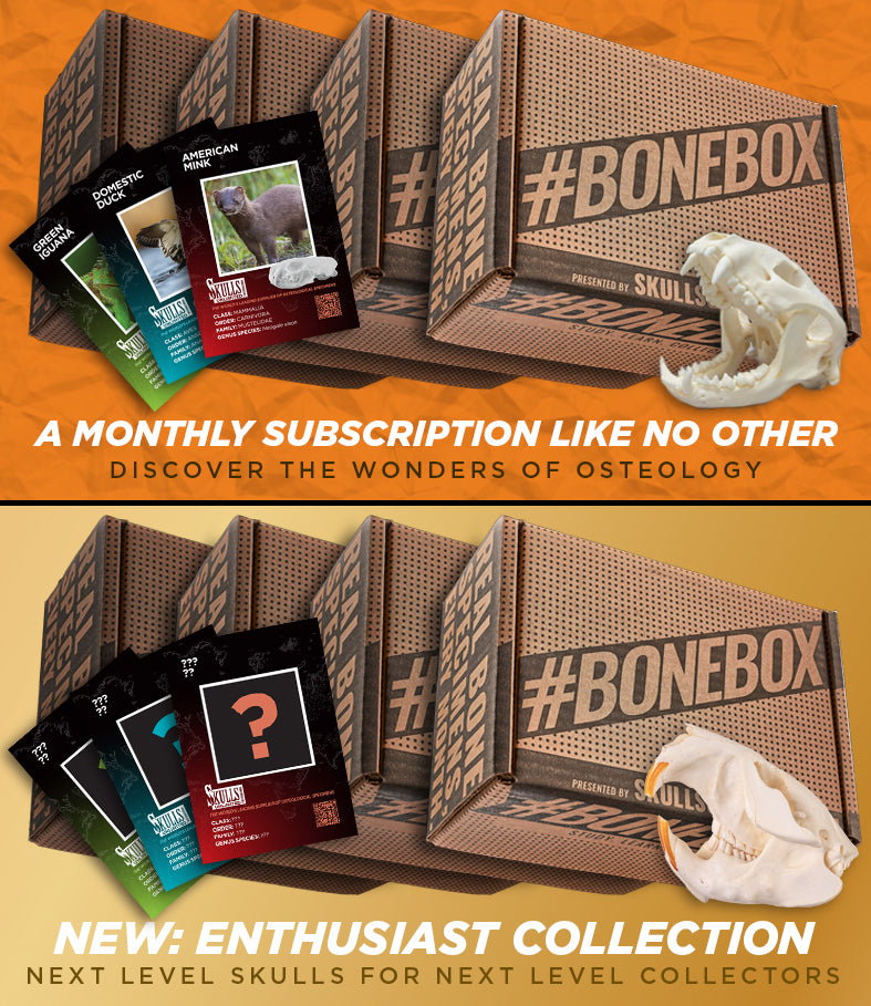 BoneBox Monthly Subscription - REAL Bones Every Month