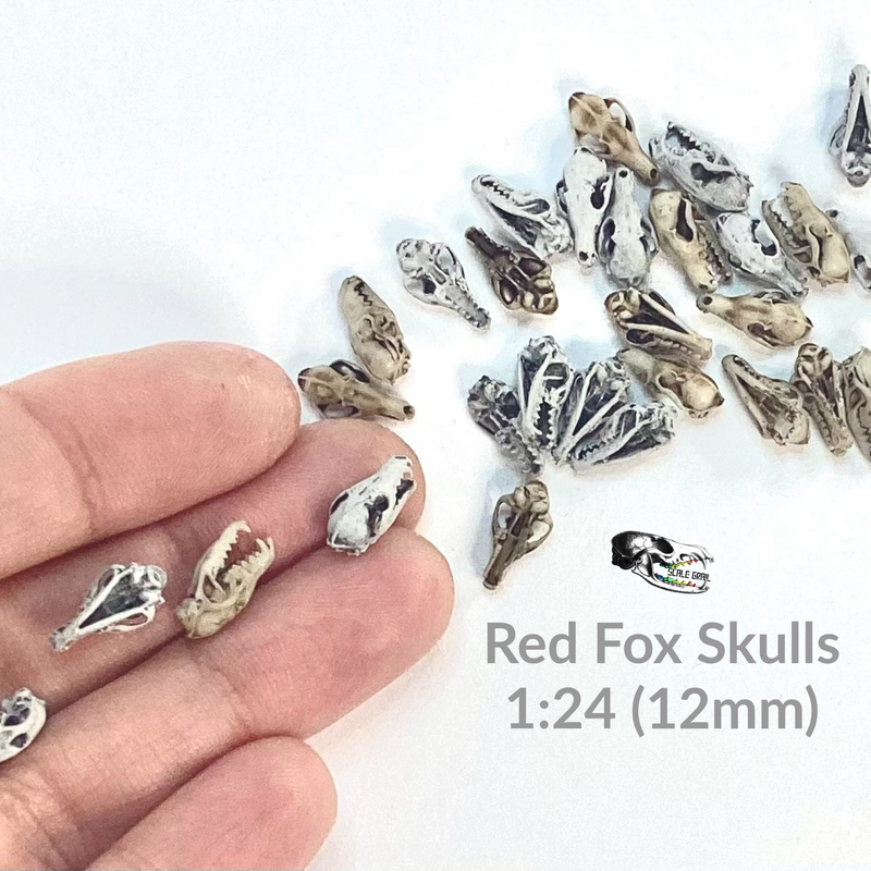 Red Fox Skull Replica - 1:24 Scale