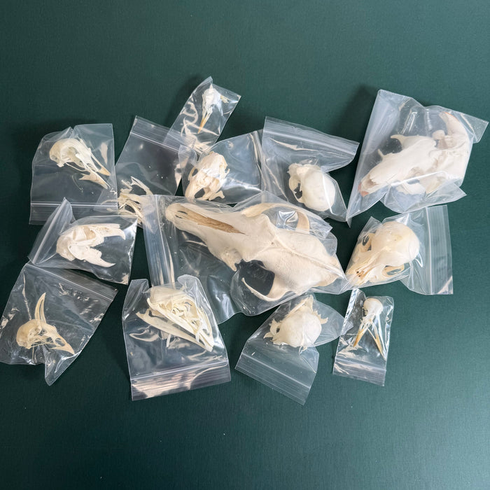 Mystery BoneBag - Skull Pack