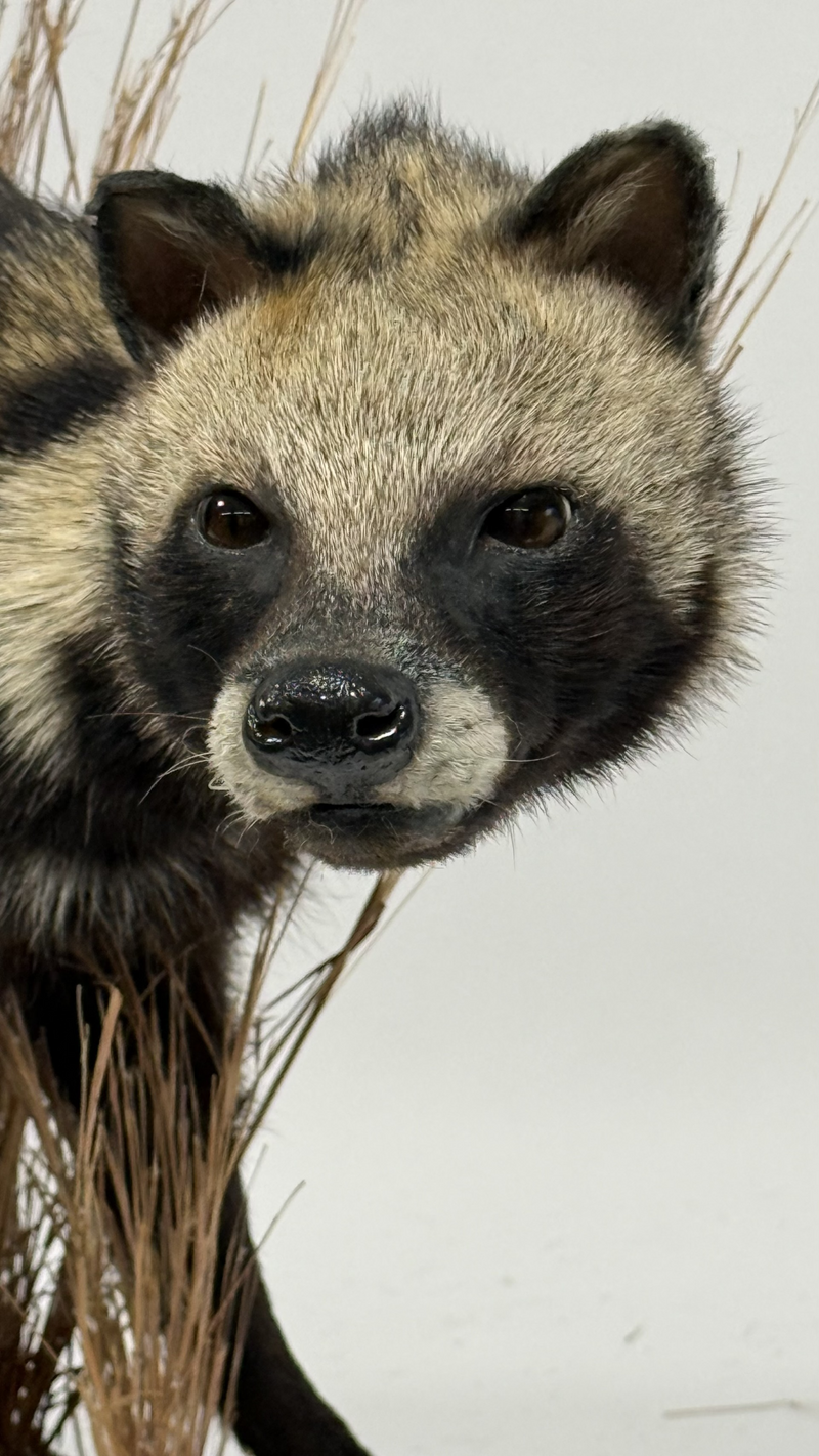 Real Taxidermy African Civet (Civettictis civetta)