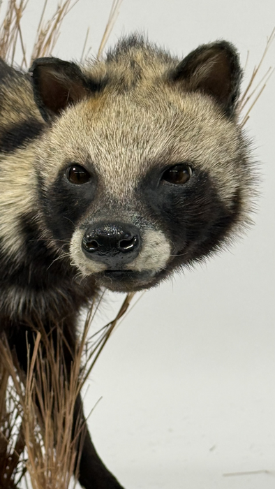 Real Taxidermy African Civet (Civettictis civetta)