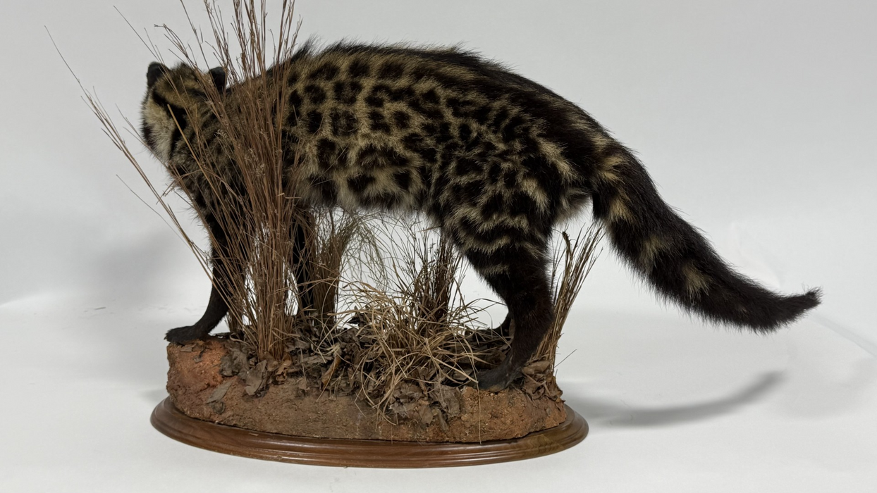 Real Taxidermy African Civet (Civettictis civetta)