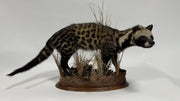 Taxidermy of a civet cat on a wooden base with grasses against a white background