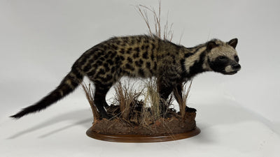 Real Taxidermy African Civet (Civettictis civetta)