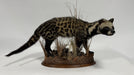 Taxidermy of a civet cat on a wooden base with grasses against a white background