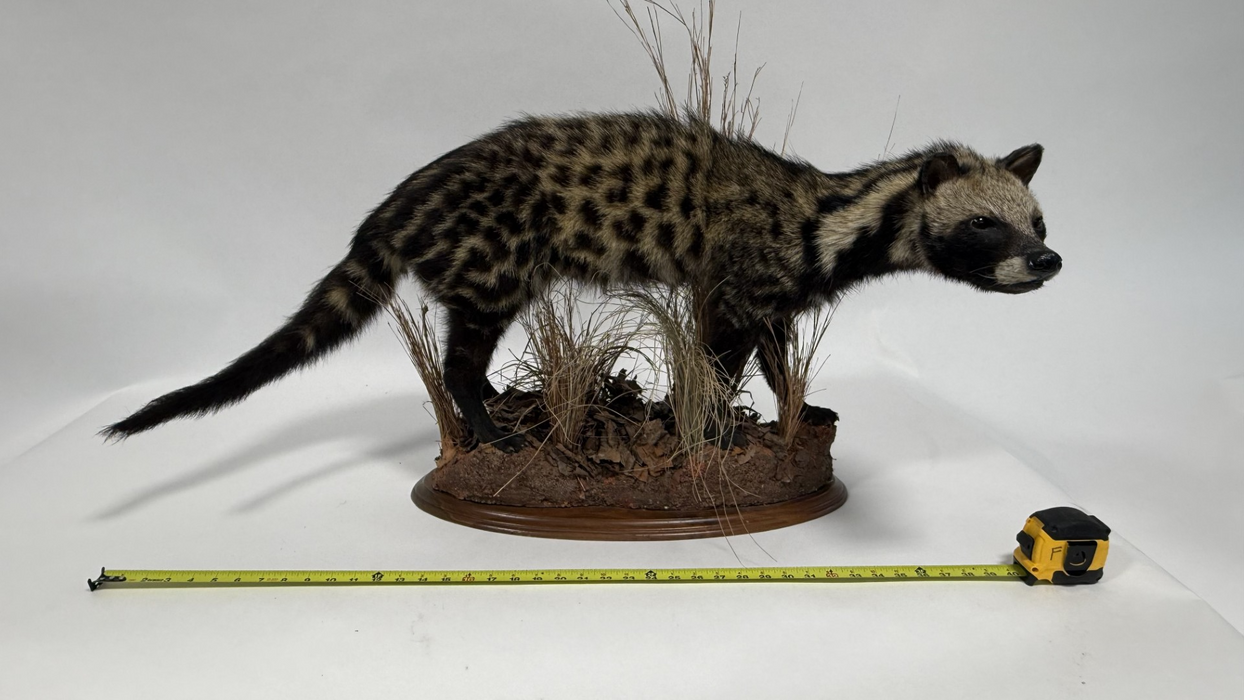 Real Taxidermy African Civet (Civettictis civetta)