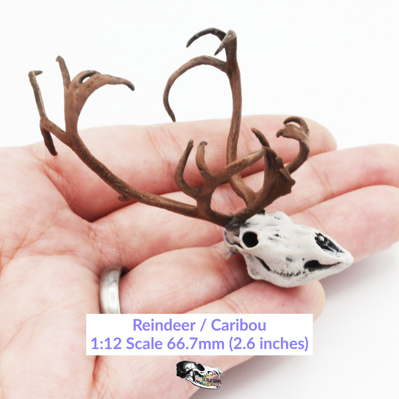 Reindeer / Caribou Skull Replica - 1:12 Scale