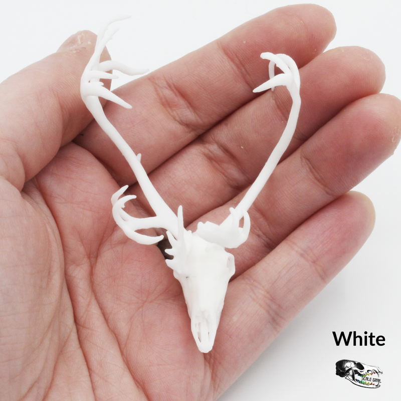 Reindeer / Caribou Skull Replica - 1:12 Scale