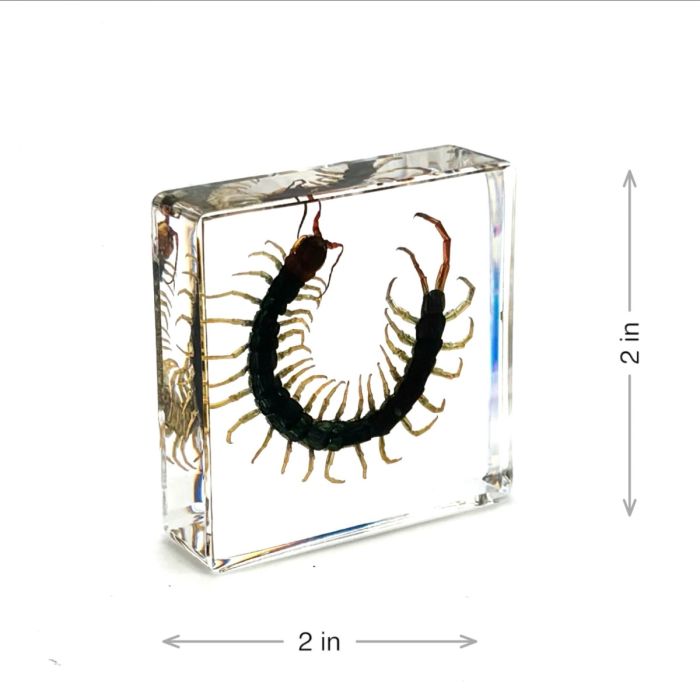 Real Insect in Acrylic Square
