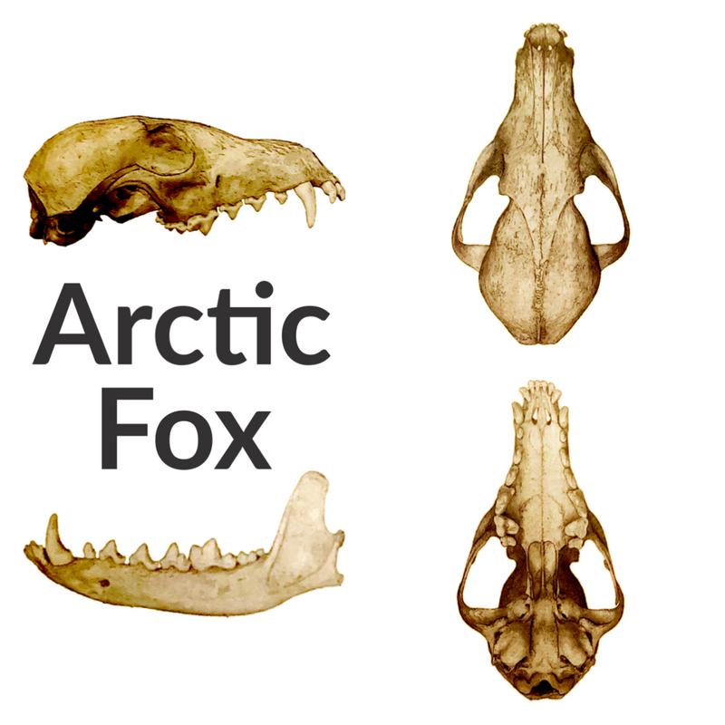 Arctic Fox Skull Replica - 1:24 Scale