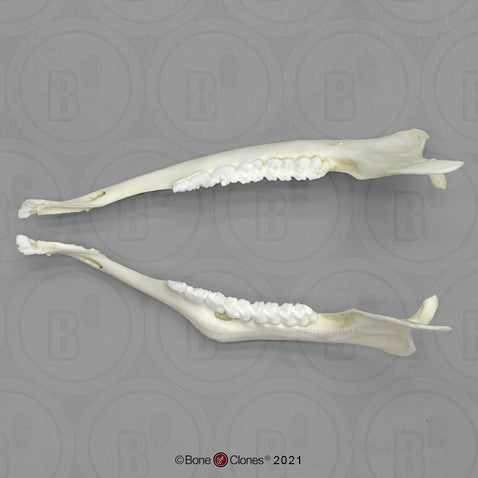 Deer Jaws-Pair-Comparative Pathology