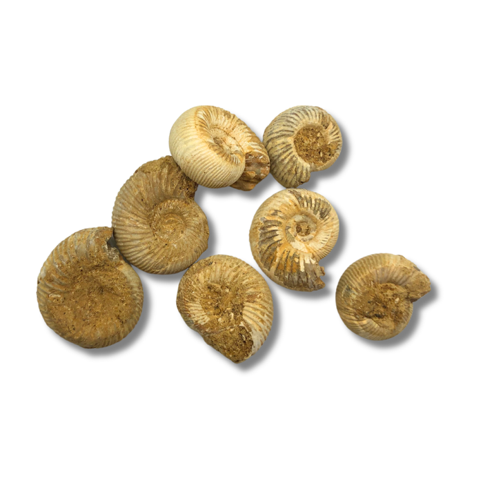 Fossil Ammonite - Small