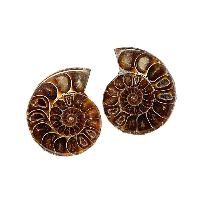 Fossil Ammonite Split Pair - Medium