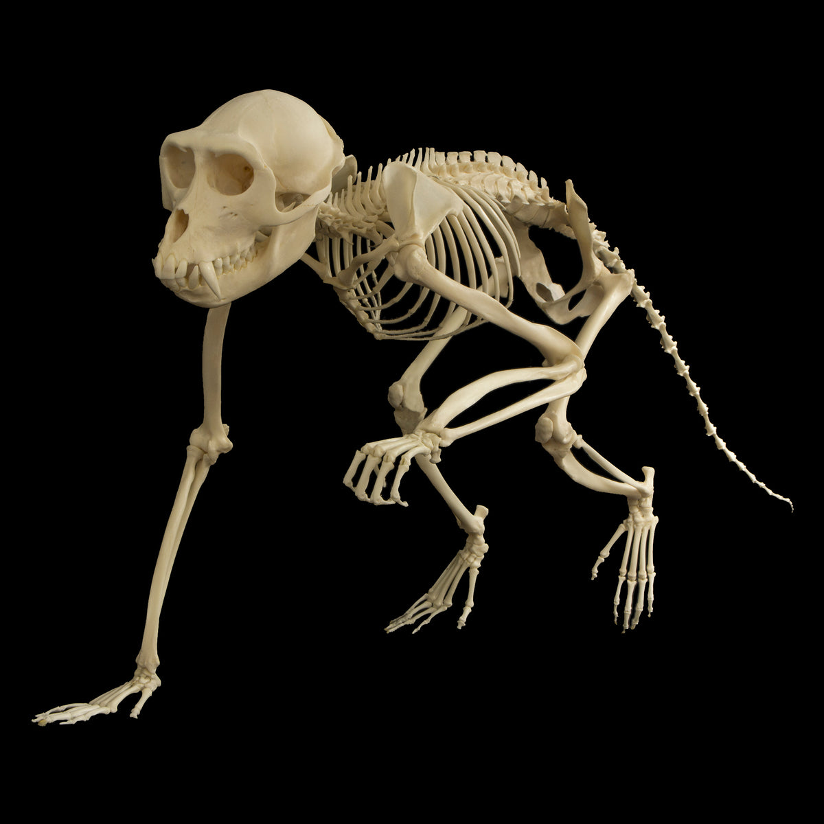 カニクイザル（幼獣） Crab-eating Macaque　頭骨 Real Crab-eating Macaque Skeleton For Sale — Skulls Unlimited