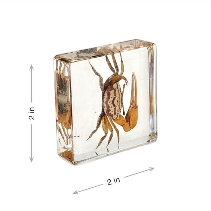 Real Insect in Acrylic Square