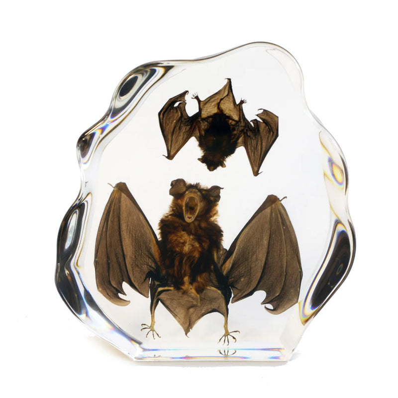Real Bats in Asymmetrical Acrylic