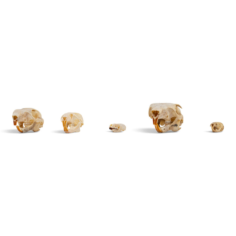 Real Rodent Skull Set