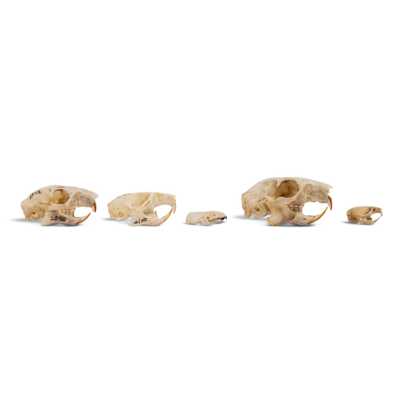 Real Rodent Skull Set