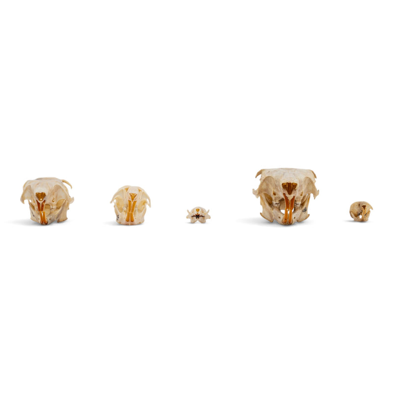 Real Rodent Skull Set