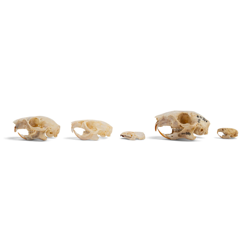 Real Rodent Skull Set